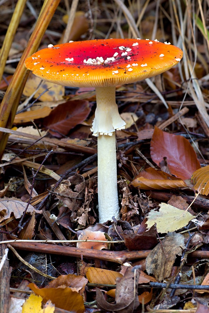 paddenstoel paddenstoelen paddestoel paddestoelen schimmel zwam schimmels zwammen hdr paddo paddos champignon champignons herfst najaar